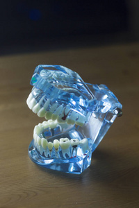 牙科牙齿临床模型图片