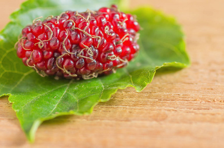 背景下碗中的红,黑桑果年轻红桑椹树上一张图片显示了桑戈尼娅的植物