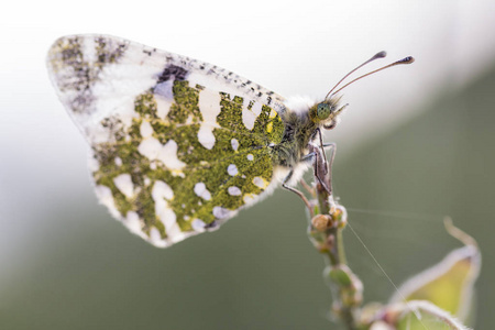 Anthocharis cardamines 蝴蝶