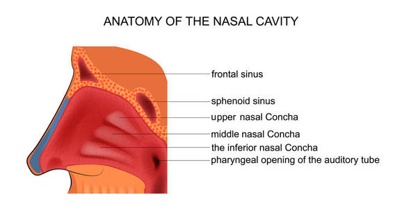 鼻腔的解剖