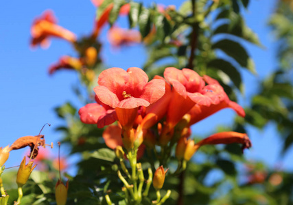 夏红石榴花