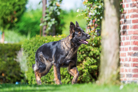 德国牧羊犬走在花园里