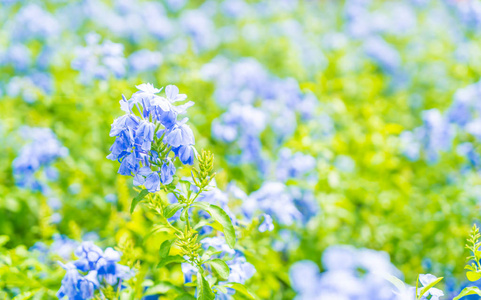 许多蓝色绣球花在花园里