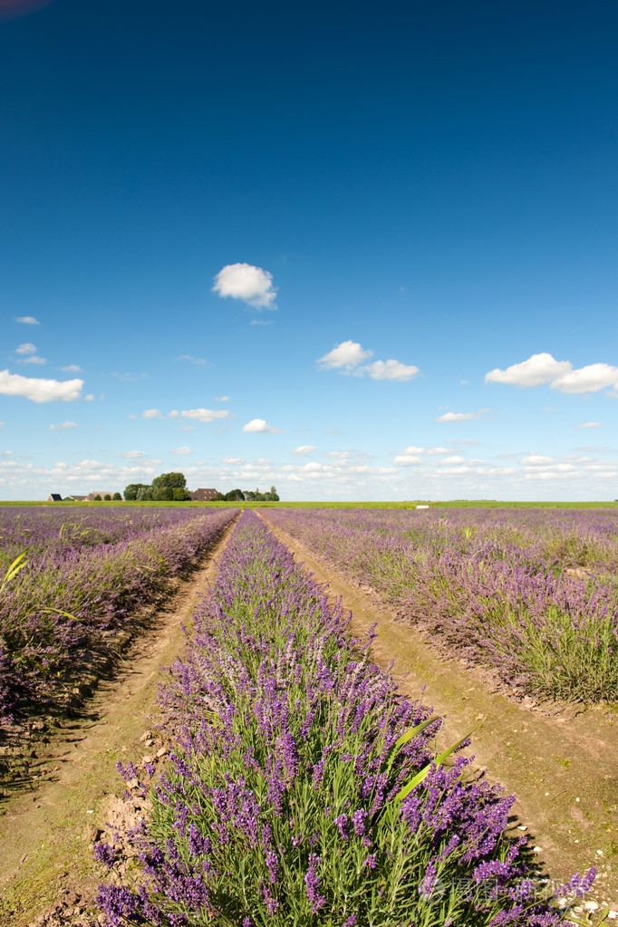 荷兰风景与薰衣草