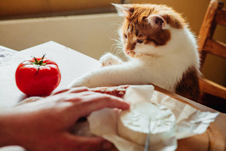 猫咪帮做饭