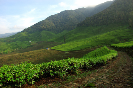 茶坊 茶园 茶场图片