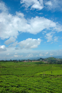 茶坊 茶园 茶场