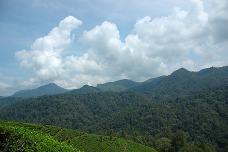 茶坊 茶园 茶场图片