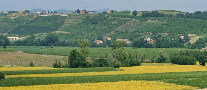 Oltrepo Piacentino 意大利，在夏天的乡村景观