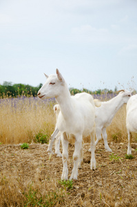 山羊 色鬼 替罪羊照片
