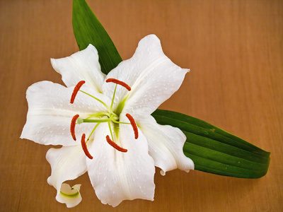 卡萨布兰卡白色百合花特写,显示花卉细节照片