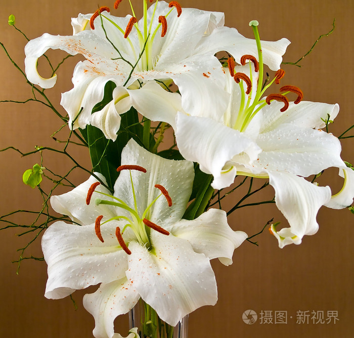 卡萨布兰卡白色百合花特写,显示花卉细节