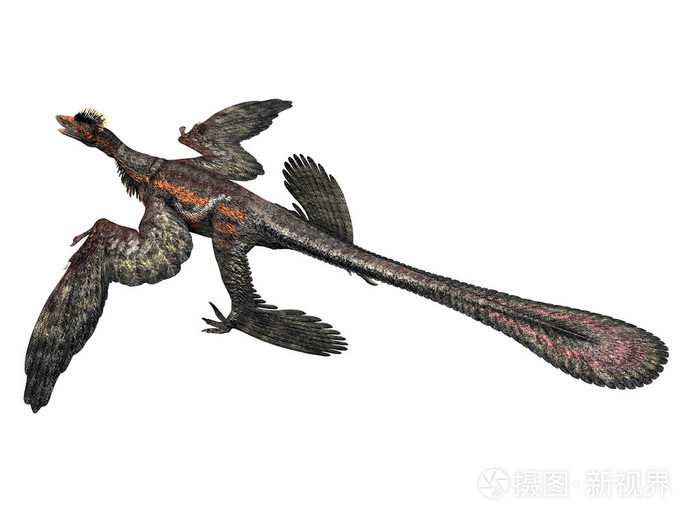 有羽毛的恐龙microraptor