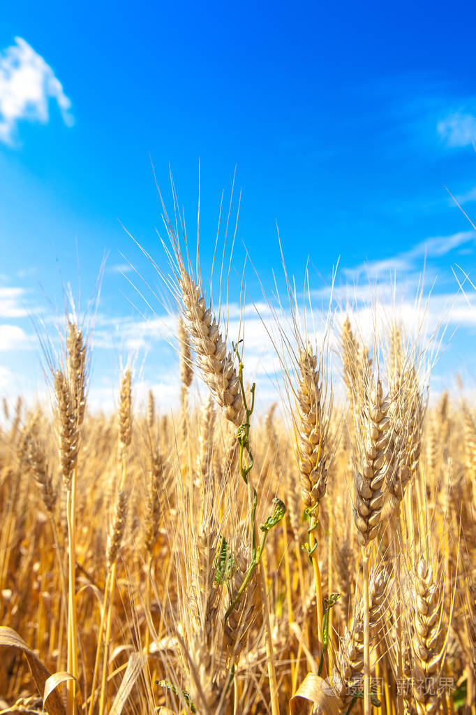 金色麦田阳光特写,浅景深.农业, 农学和农业背景.收获的概念