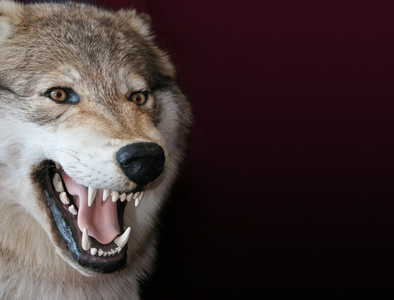 狼 贪婪的人 有害的幼虫照片