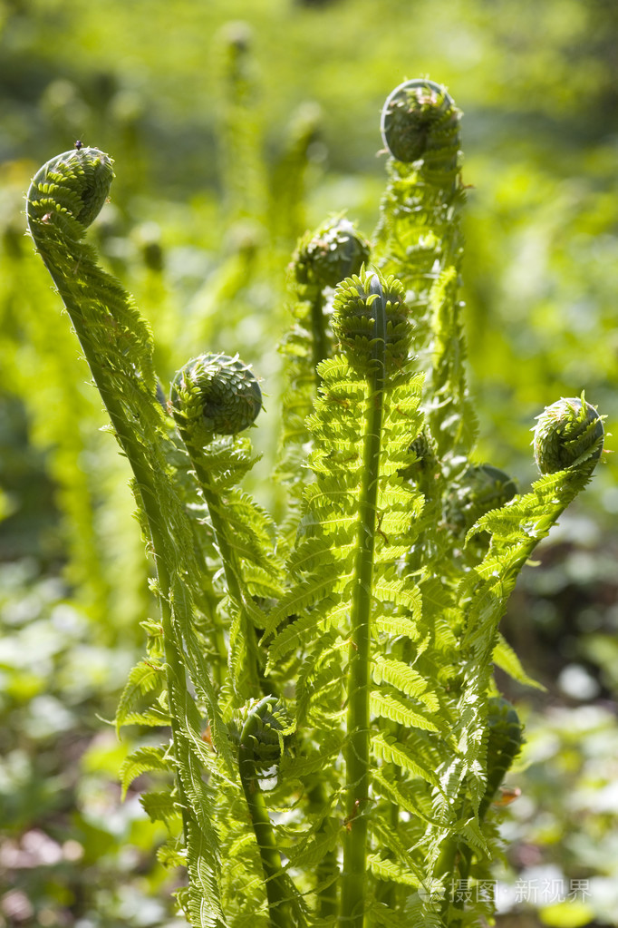 植羊齿植物蕨类植物