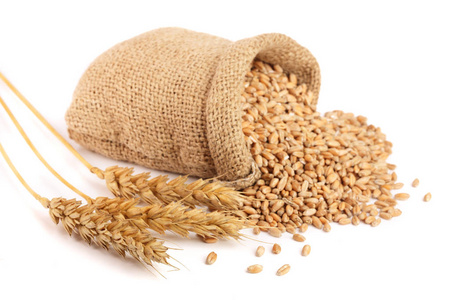 小麦穗和小麦籽粒中孤立的白色背景上的麻布袋照片