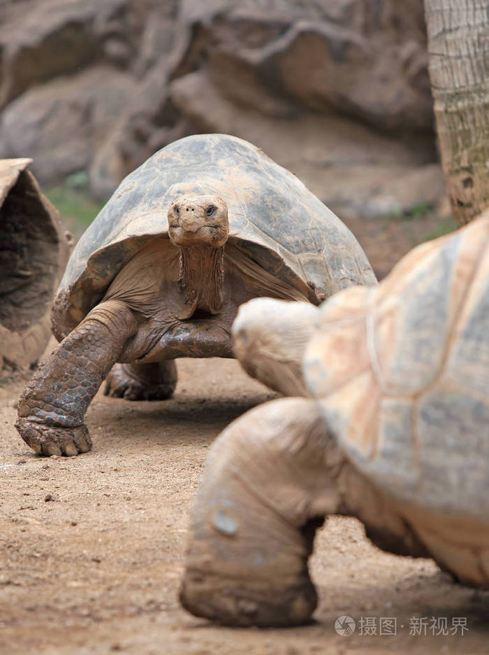 大土地乌龟爬行在沙子里