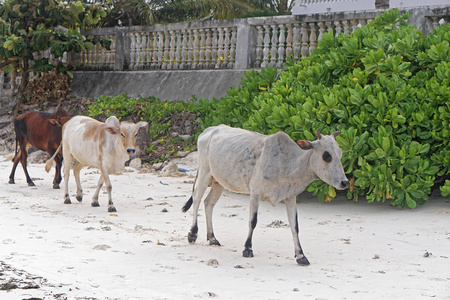 奶牛在海滩
