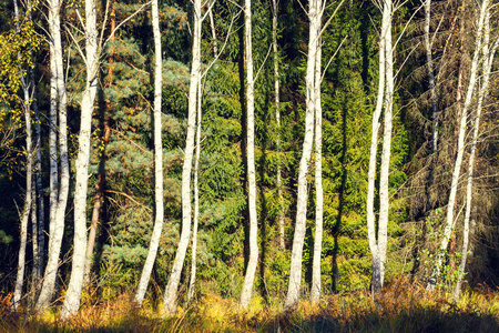 森林树木，自然阳光木制背景