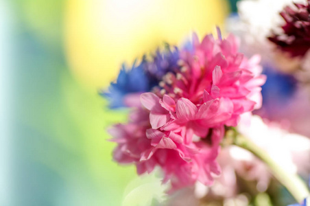 花粉红色的矢车菊特写