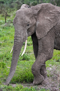 野生非洲大象肖像