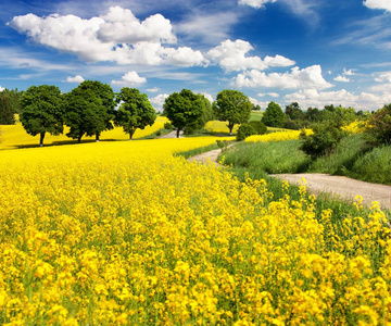 领域的油菜 芥花籽油或菜籽油与农村公路