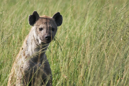 在高大的草地上发现了鬣狗