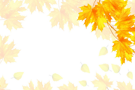 明亮多彩的秋天树叶