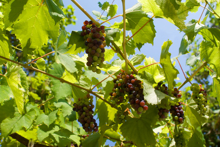 晴朗的一天，葡萄园里成熟的葡萄