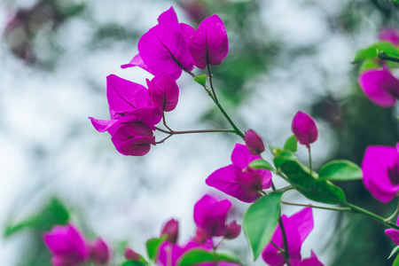 特写的紫色花盛开户外