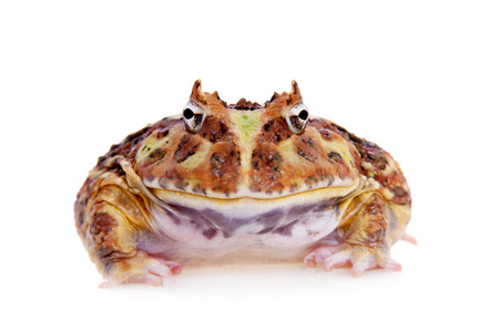 克伦威尔角蛙图片