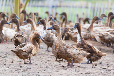 农场鸭子图片