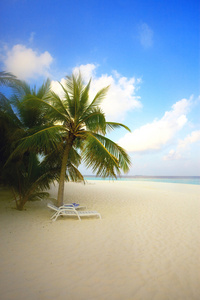 海洋海岸马尔代夫的棕榈树