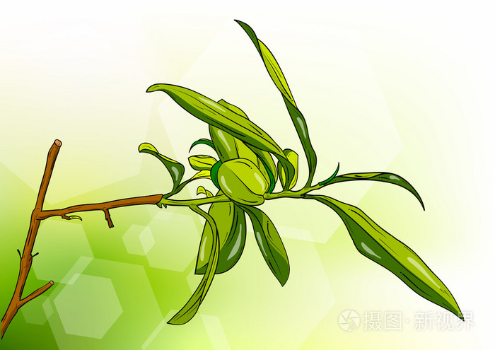 茶树