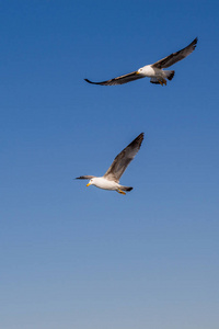 两个在天空中飞翔的海鸥