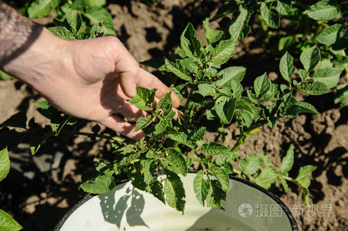 男人的手捧着马铃薯植株