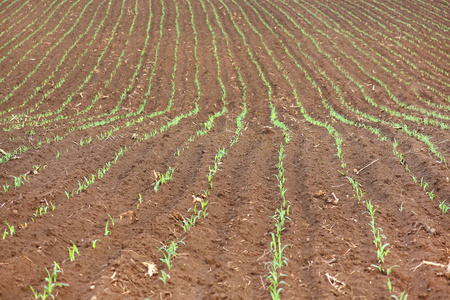 年轻的绿色玉米育苗栽培农业农场的场长，选择性焦点与浅景深豆芽