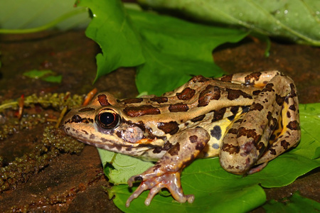 鱼蛙Rana Palustris