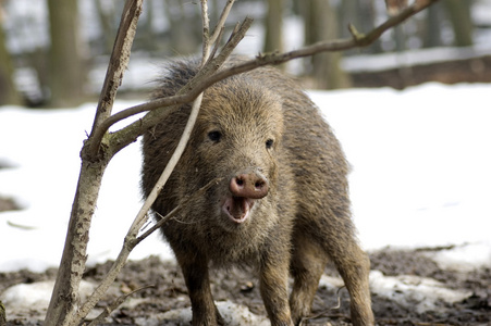呆若木鸡微笑,笑容照片