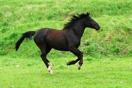 美丽的黑马在牧场上奔跑
