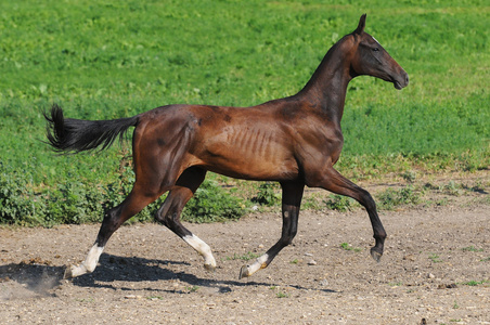 贝阿哈勒特克幼马奔跑驰骋