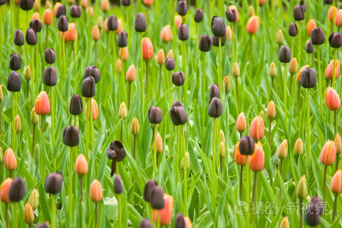 库肯霍夫公园的荷兰五颜六色的郁金香