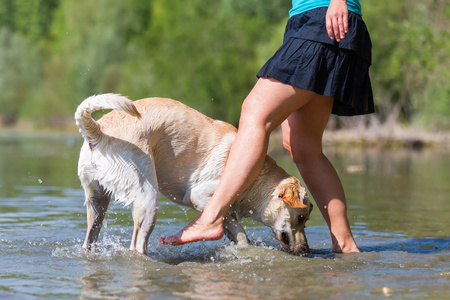 成熟的女人玩弄在湖中的一只拉布拉多犬