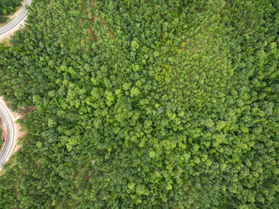 美丽的热带森林，鸟瞰拍摄从无人机