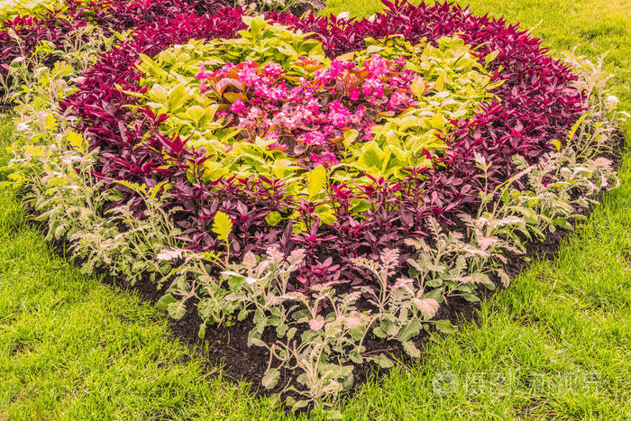 花坛里的情人节形式