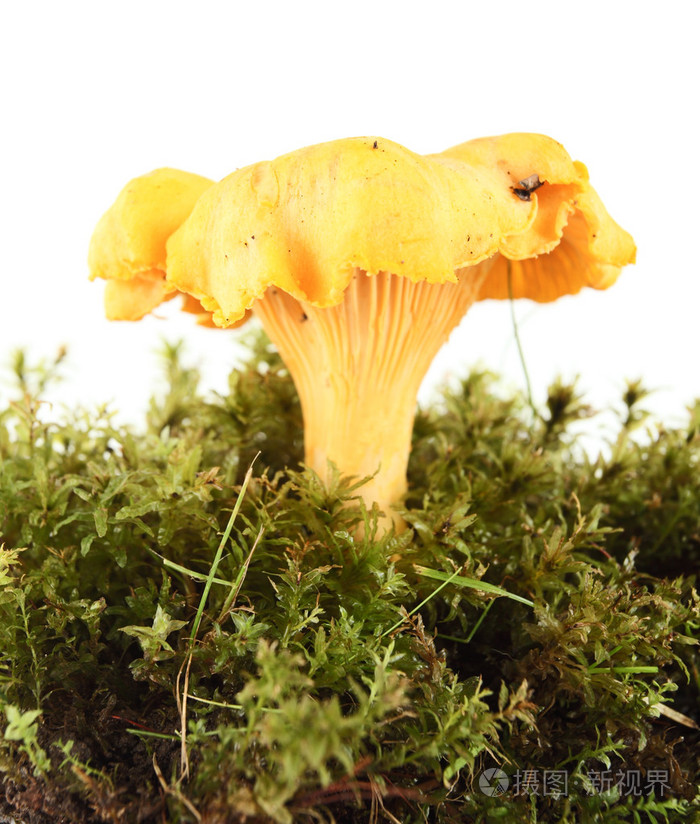 蘑菇蘑菇状物蘑菇形物体女用蘑菇形草帽暴发户