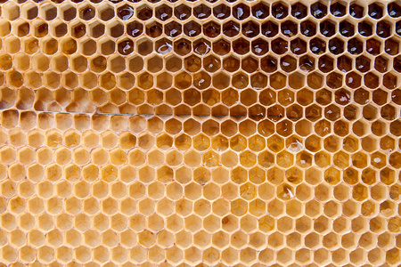 蜜蜂窝图片大全