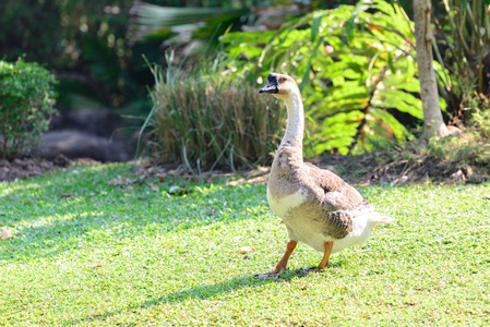 加拿大鹅在冰冻的湖面上行走瑞典斯德哥尔摩鹅卵石街