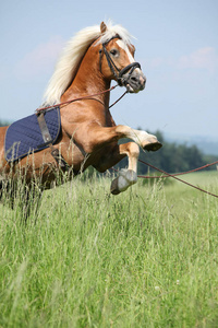 惊人的 haflinger 种马腾跃在美丽的大自然